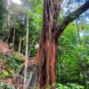Hike Bukit Kiara, KL's Most Popular Peak. - Image 2