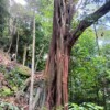 Hike Bukit Kiara, KL's Most Popular Peak. - Image 5