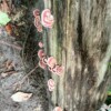 Hike Bukit Kiara, KL's Most Popular Peak. - Image 4