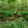 Mount Santubong Hike, Sarawak - Image 12